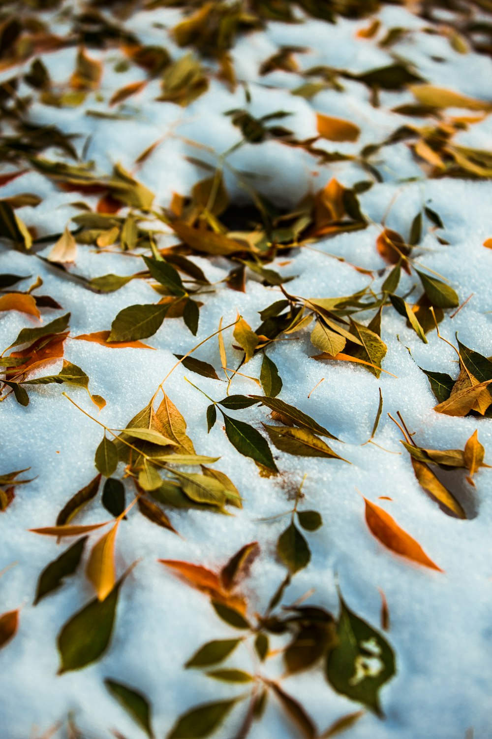 brown leaves on white snow