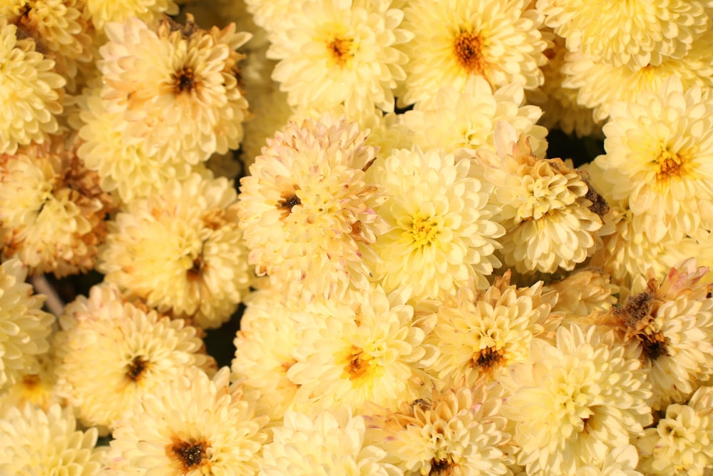 white and yellow flower in close up photography