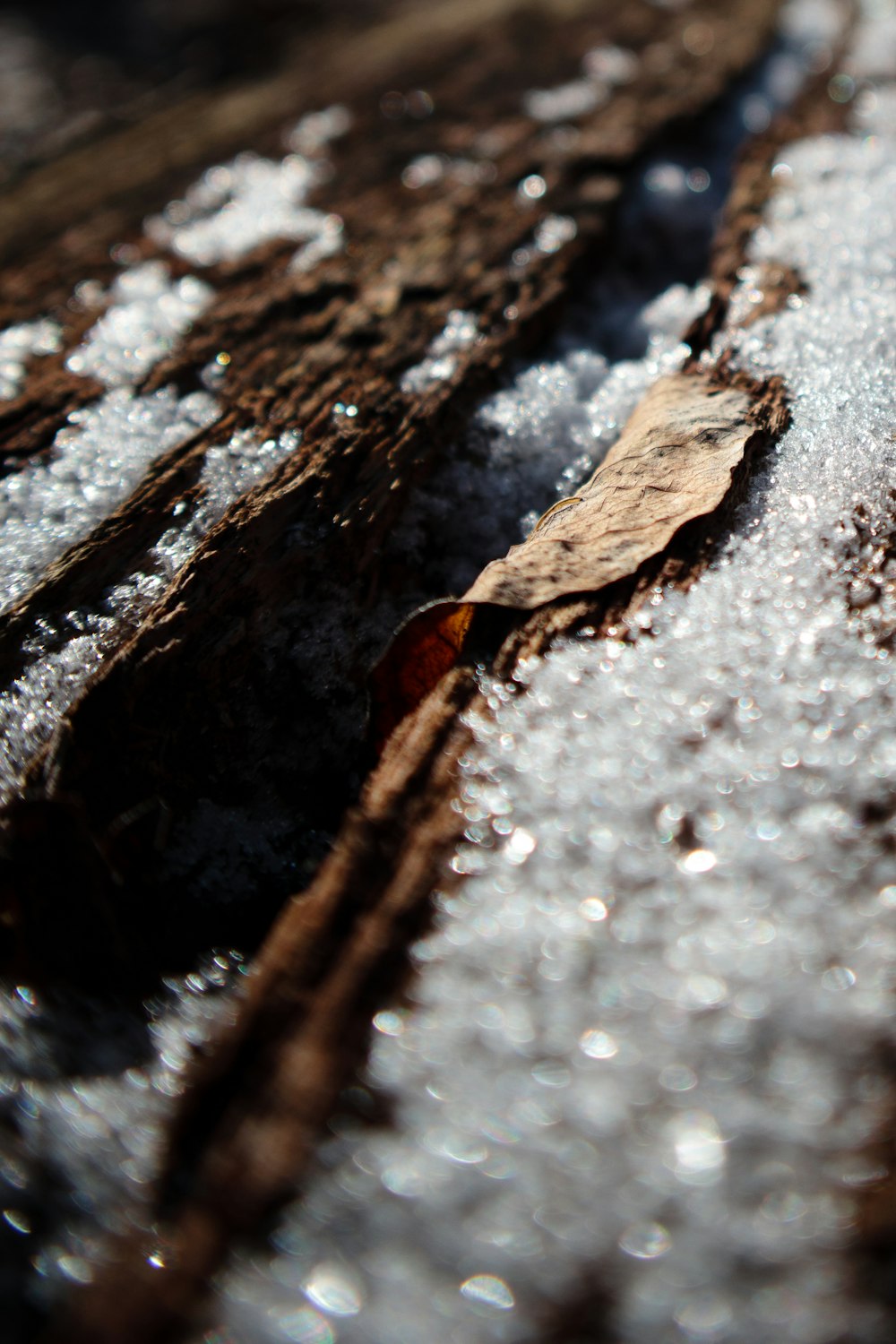 brown and black wood log