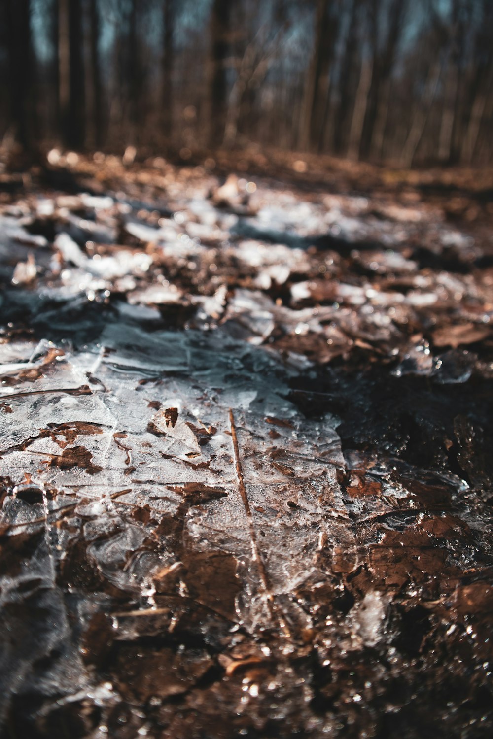 brown dried leaves on ground