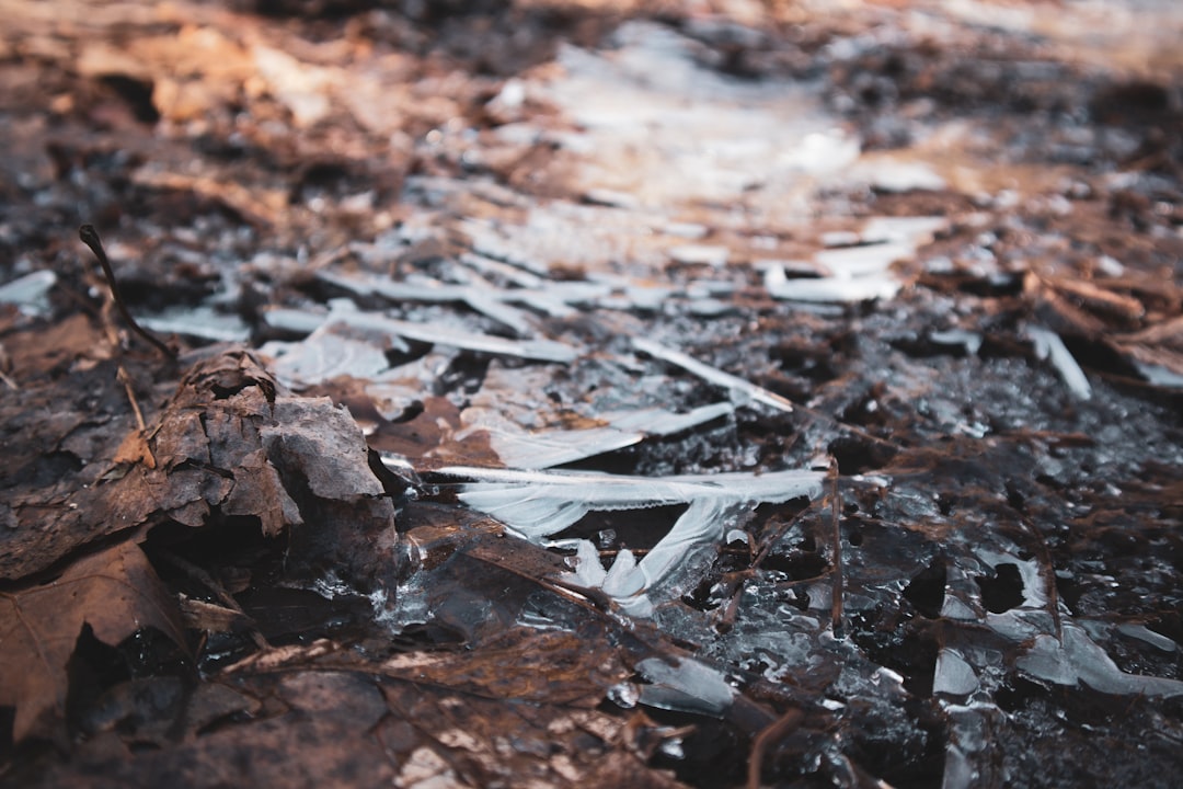 brown dried leaves on ground