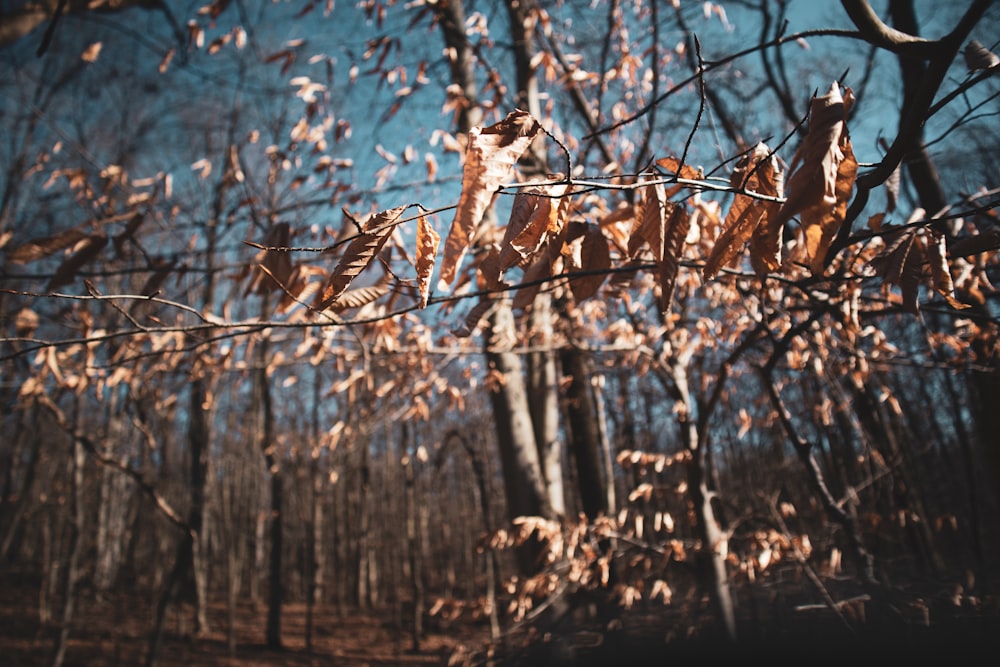 brown tree branch during daytime