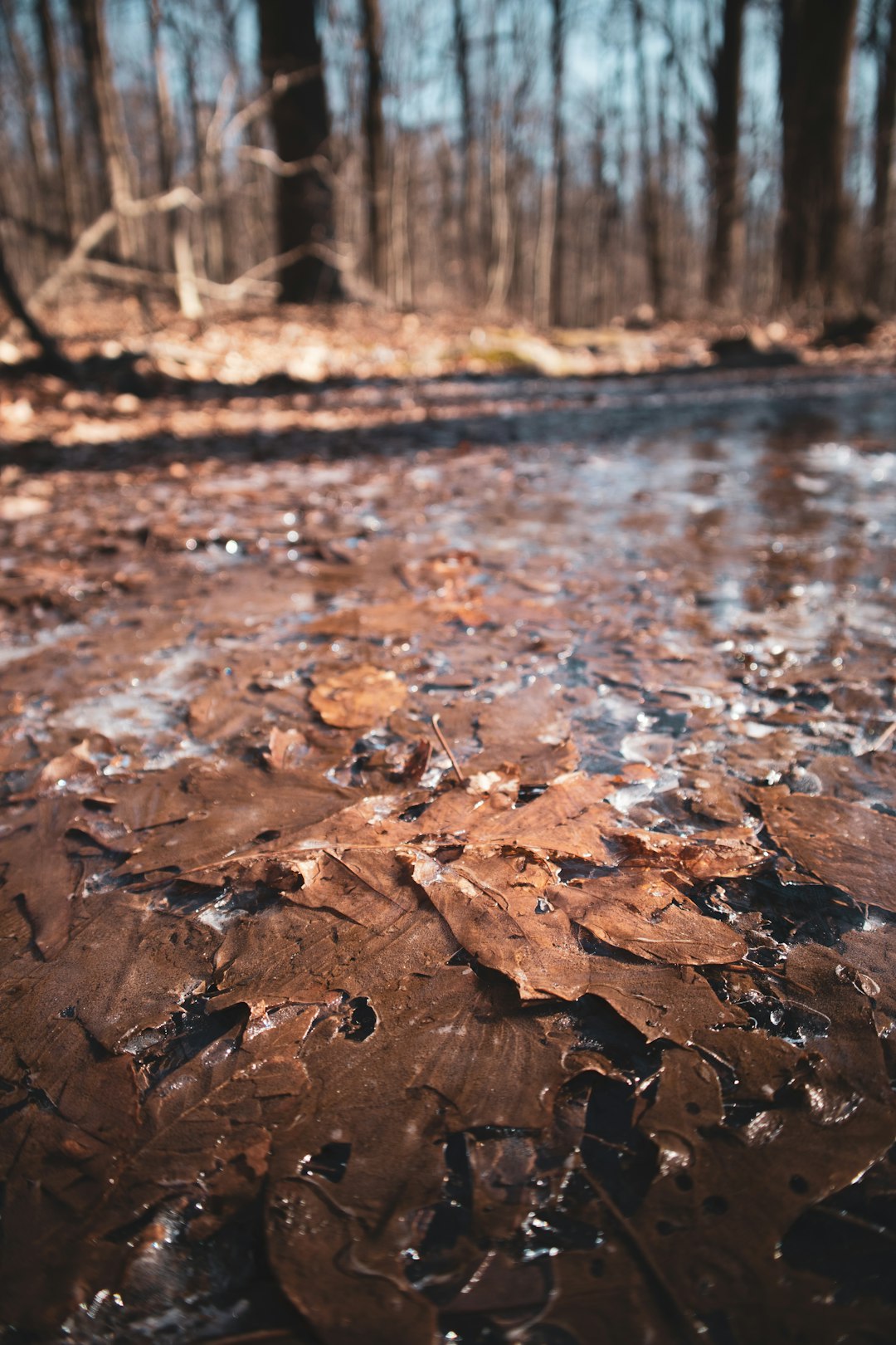 brown dried leaves on the ground