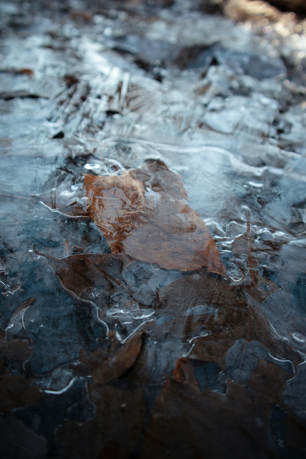 brown dried leaves on ground