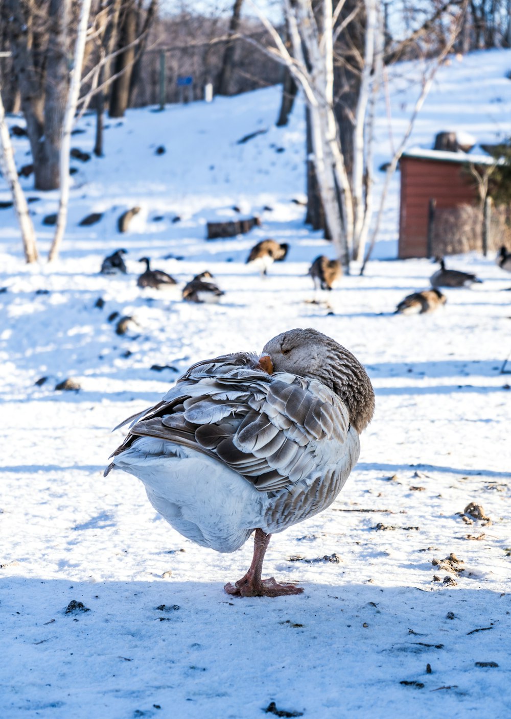 white and gray duck on snow covered ground during daytime