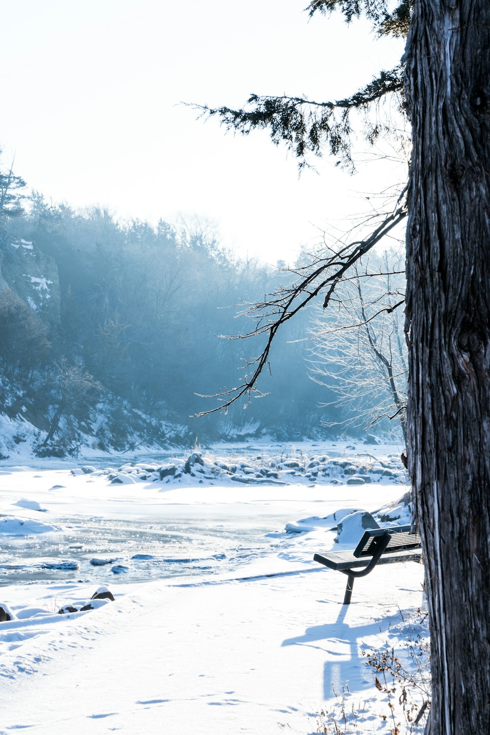 black tree trunk on snow covered ground during daytime