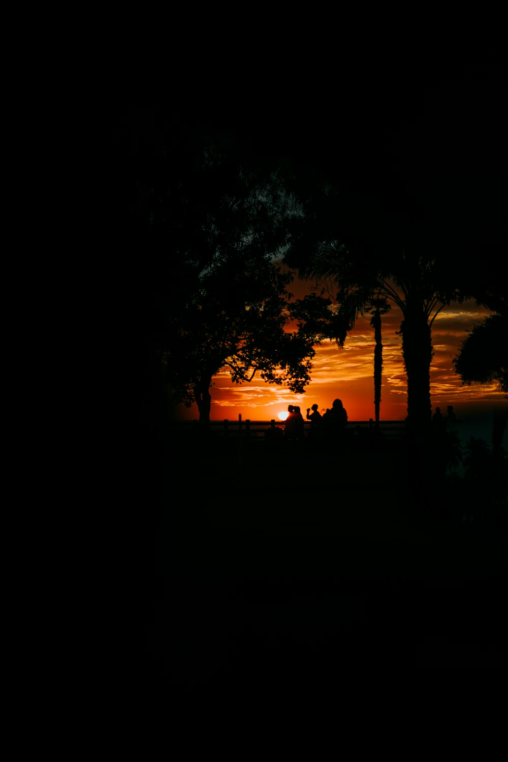 silhouette of trees during sunset