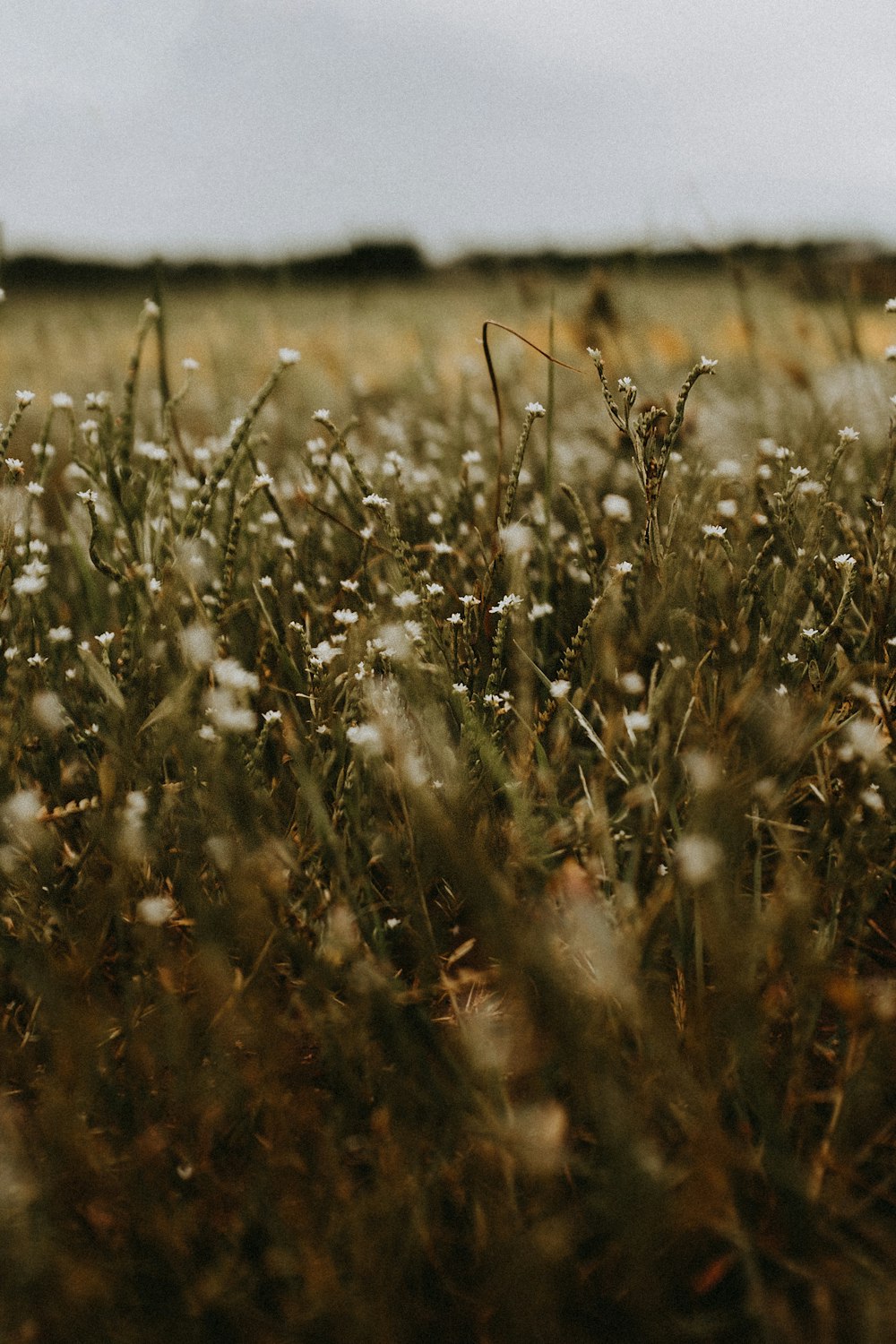 brown wheat field during daytime