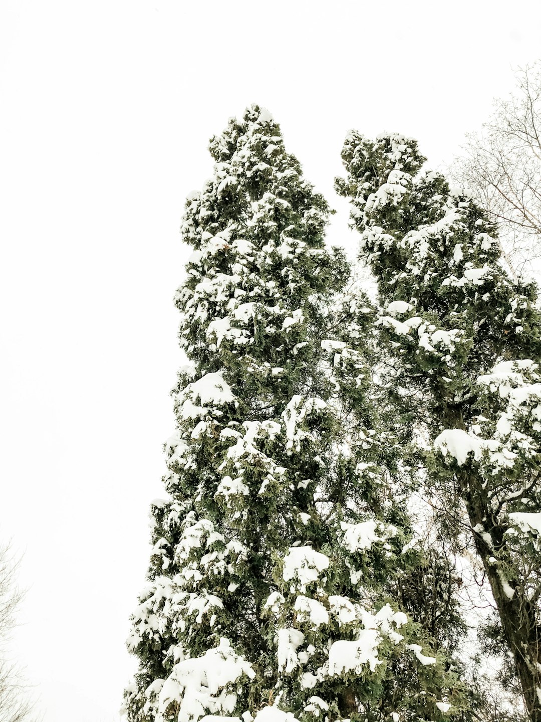 white flowers with green leaves