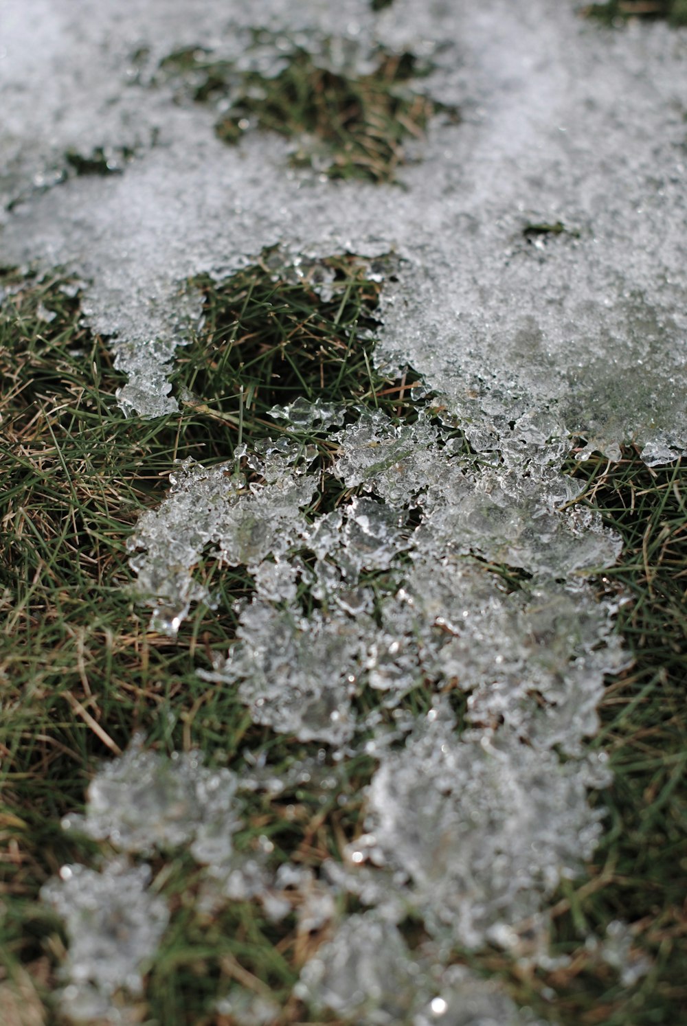 green grass on white snow