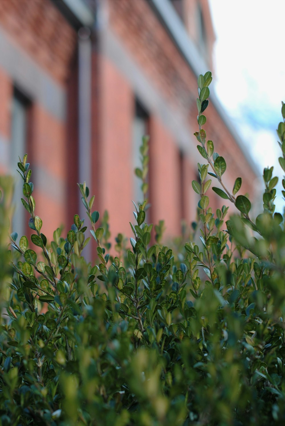 green plant near brown building during daytime