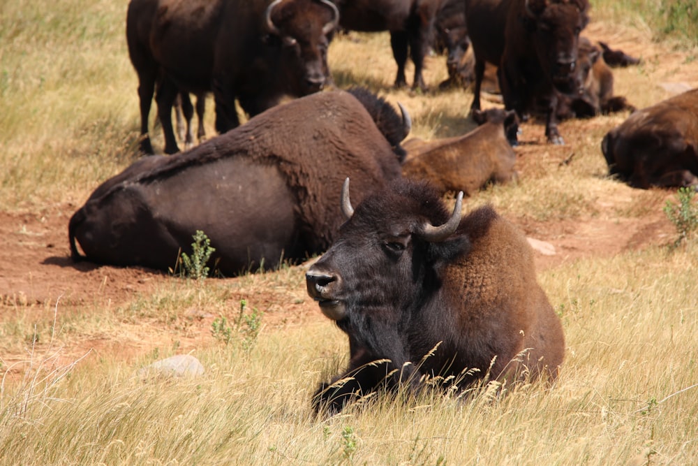 herd of brown and black bison on green grass field during daytime