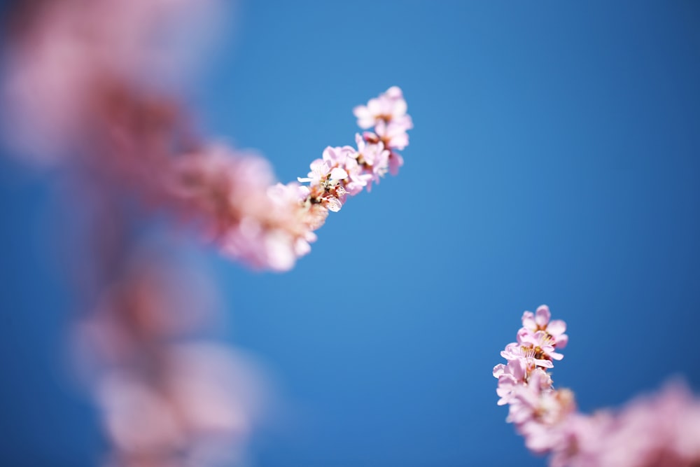 white flower in macro lens