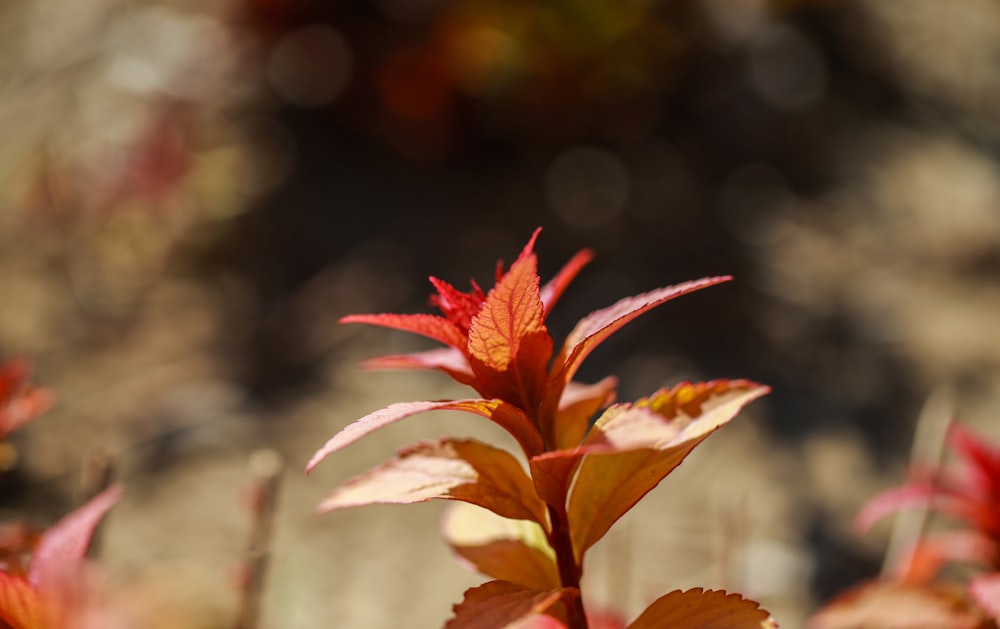 red and yellow leaf plant