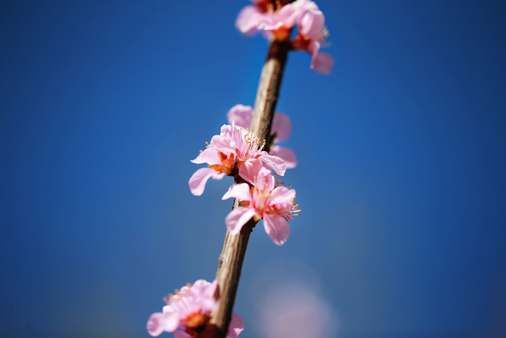 pink cherry blossom in close up photography