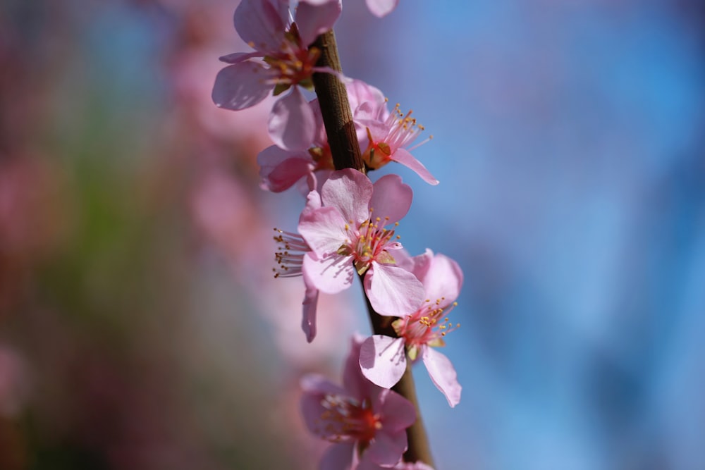 pink and white flower in tilt shift lens