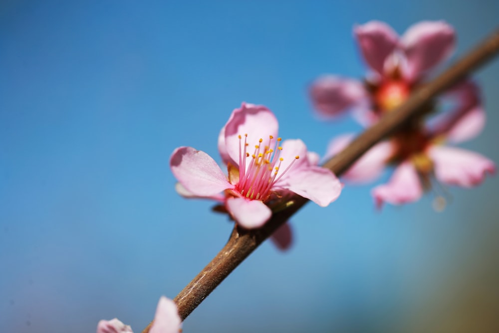 pink cherry blossom in bloom during daytime