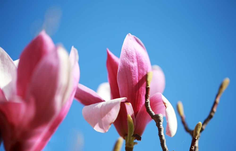 pink and white flower under blue sky during daytime