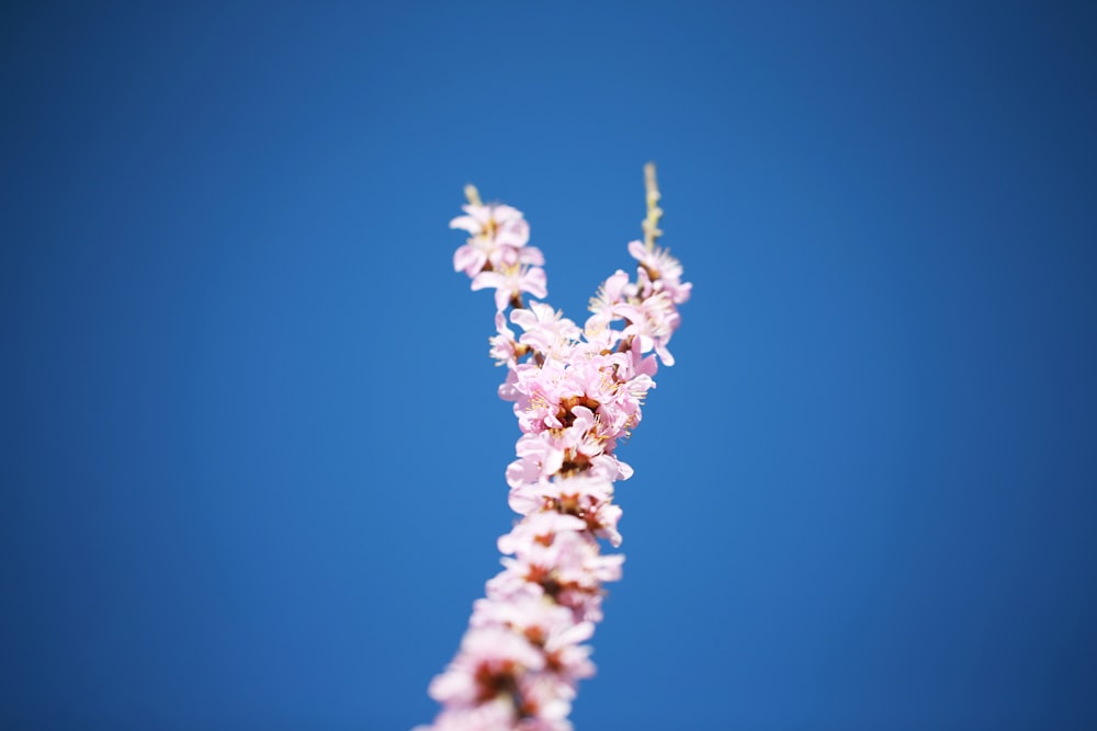 white flower in close up photography