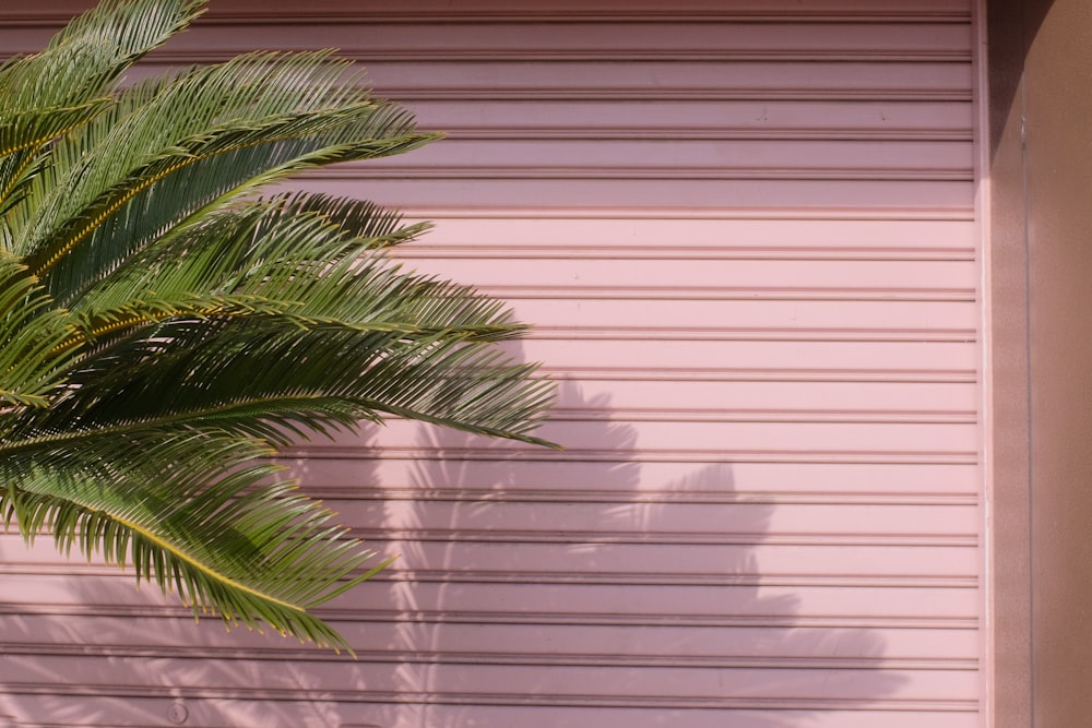 green palm plant near white window blinds