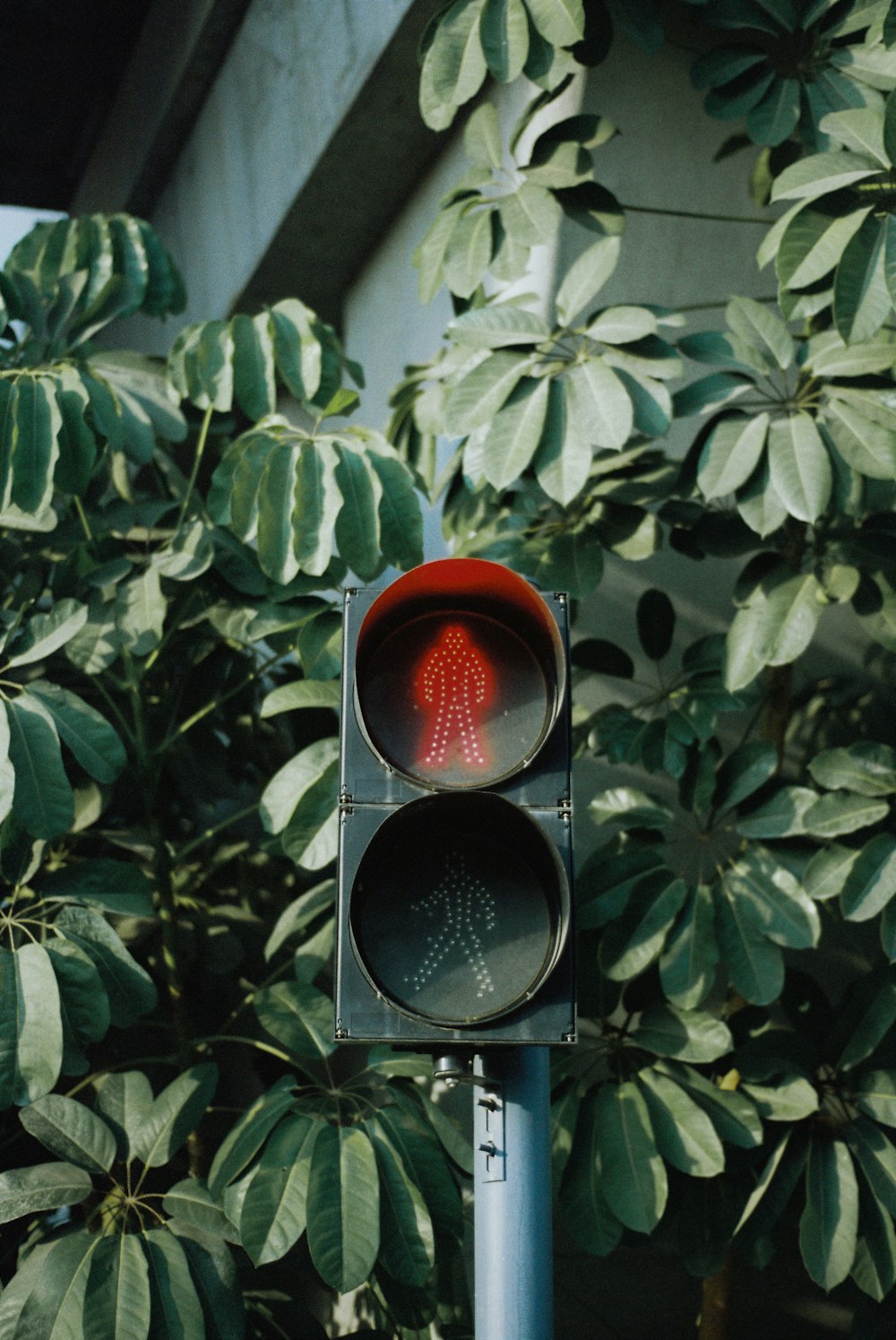 red and black traffic light