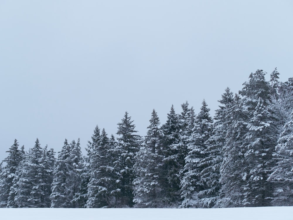 snow covered pine trees under white sky during daytime