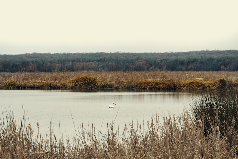 pato branco no lago durante o dia