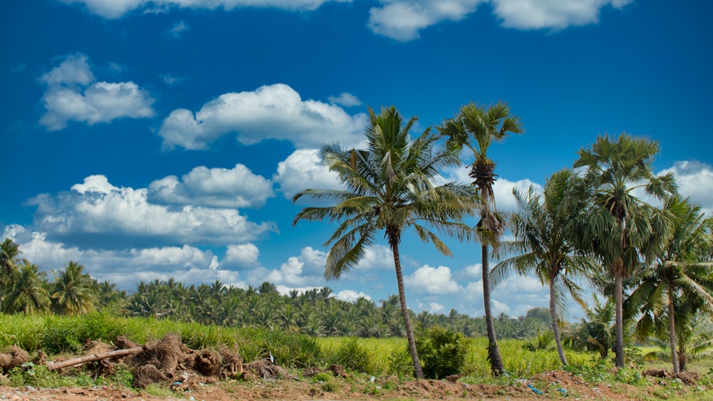 palmiers verts sous le ciel bleu et nuages blancs pendant la journée
