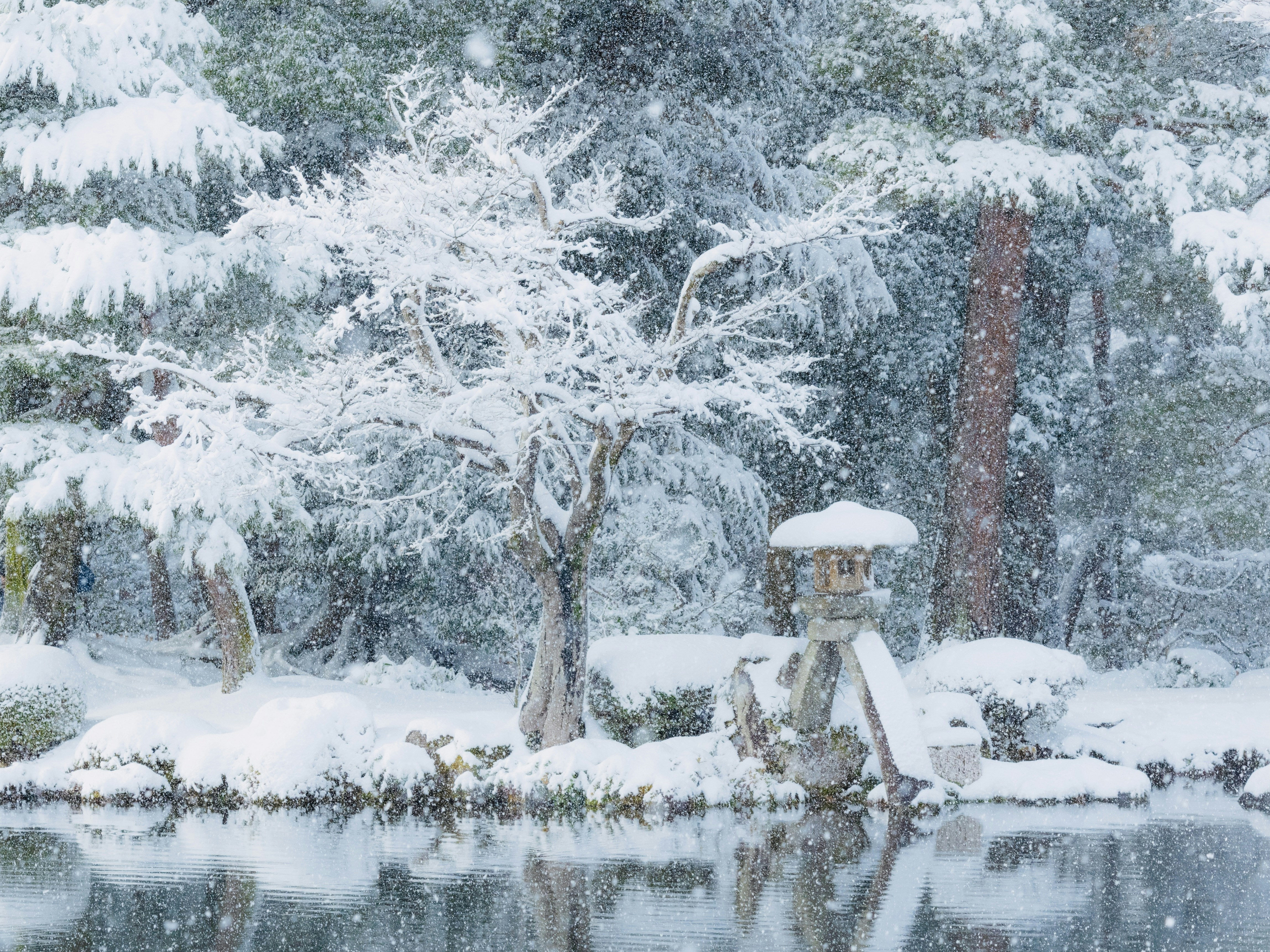 white snow covered trees and body of water during daytime