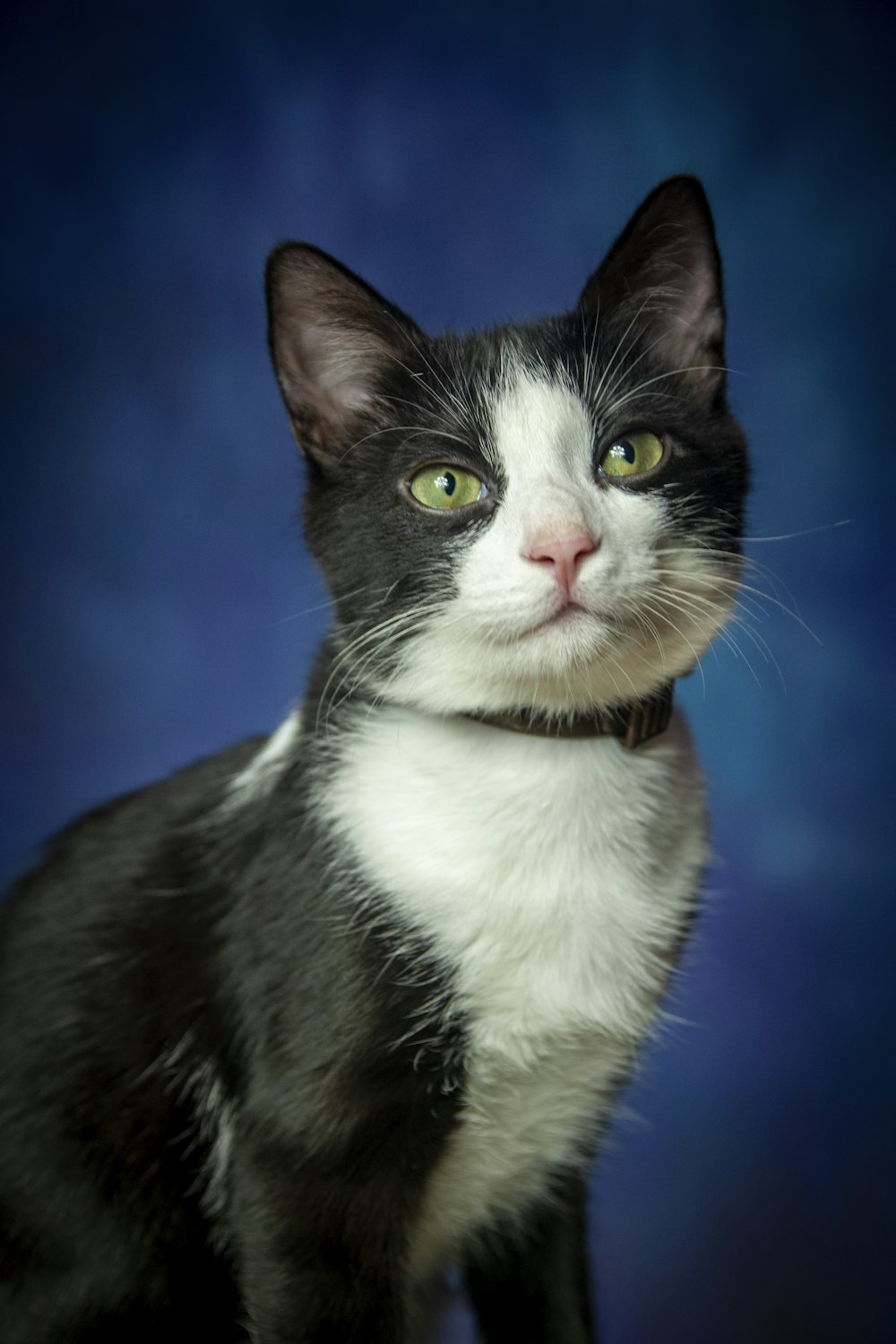 black and white cat with blue eyes