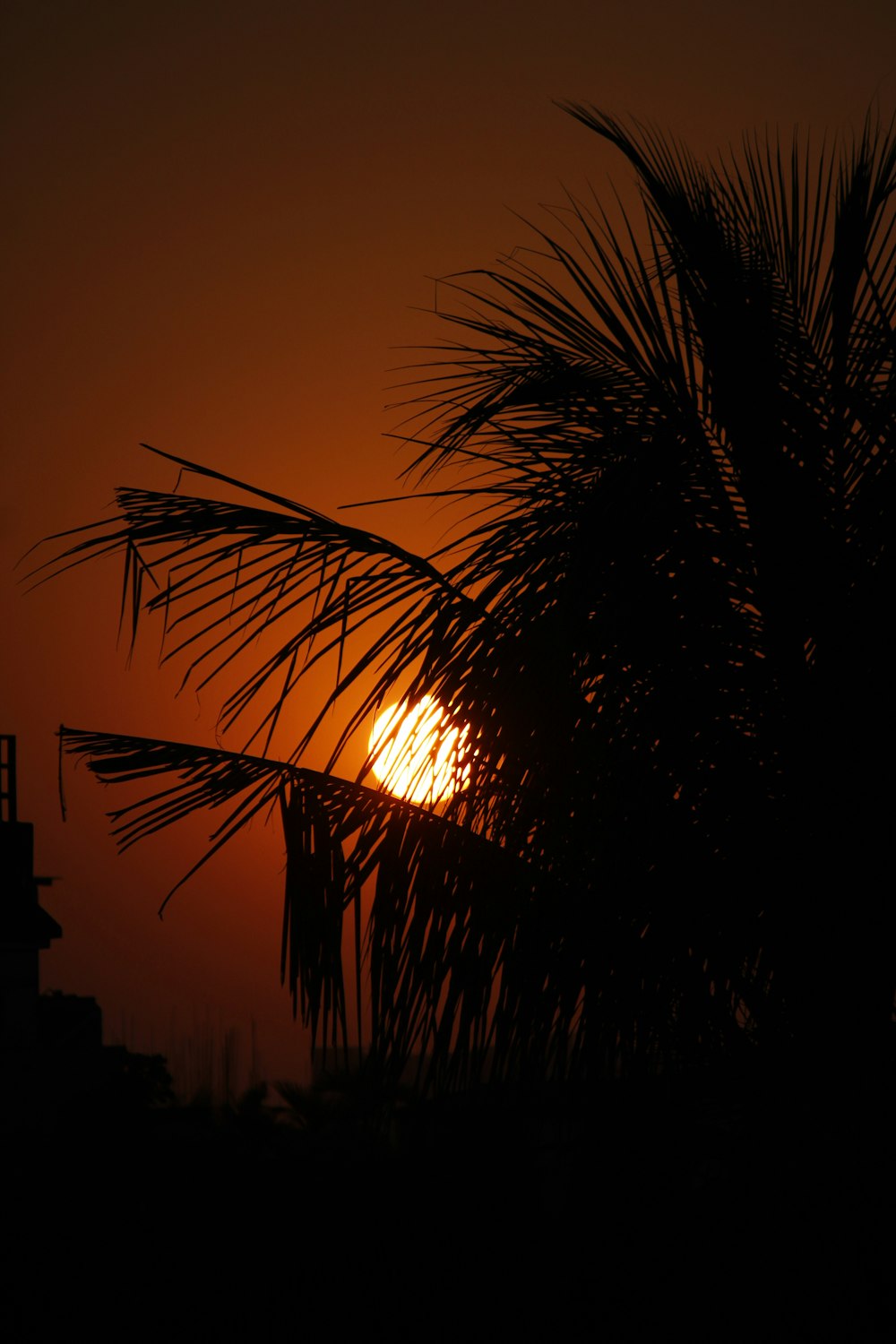 silhouette of palm tree during sunset