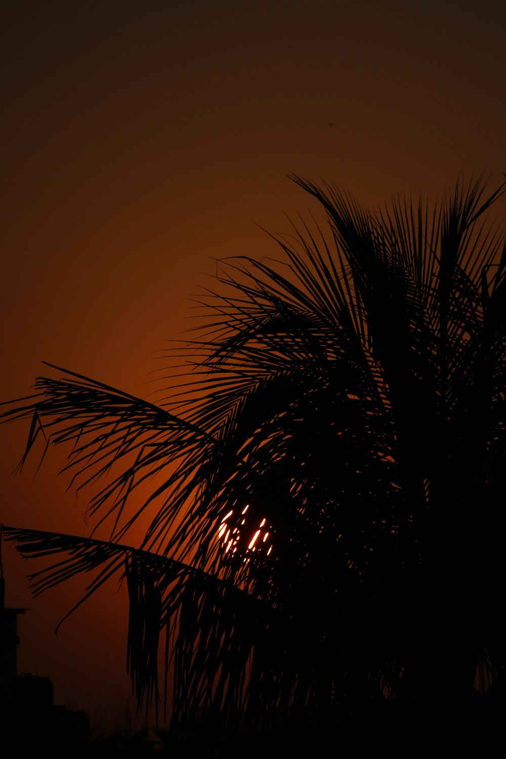Palme unter orangefarbenem Himmel