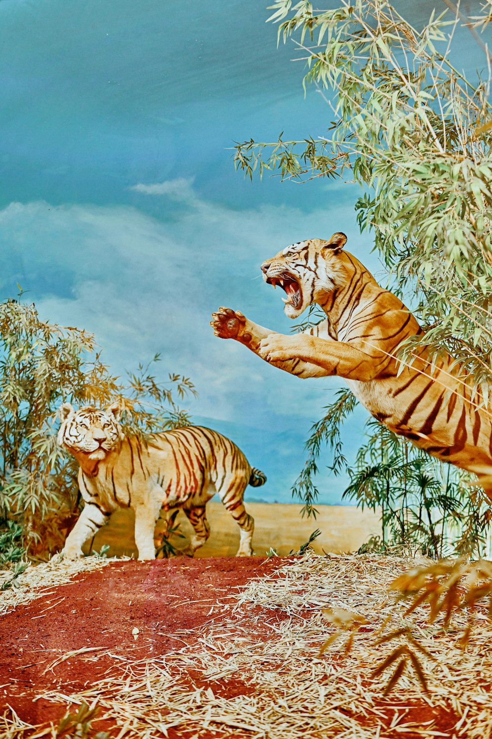 tigre e tigre sulla pittura coperta di neve del terreno