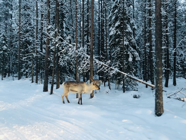 Reindeer herders from Northern Mongolia guiding their herd through a snowy forest landscape.