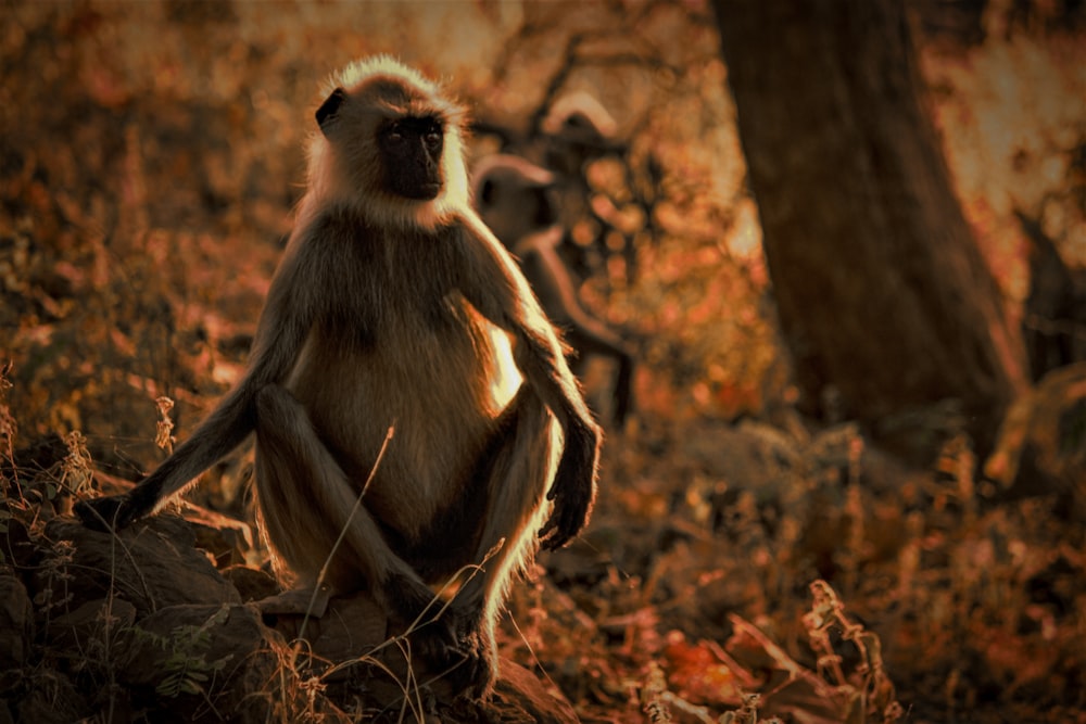 black and white monkey sitting on brown dried leaves during daytime