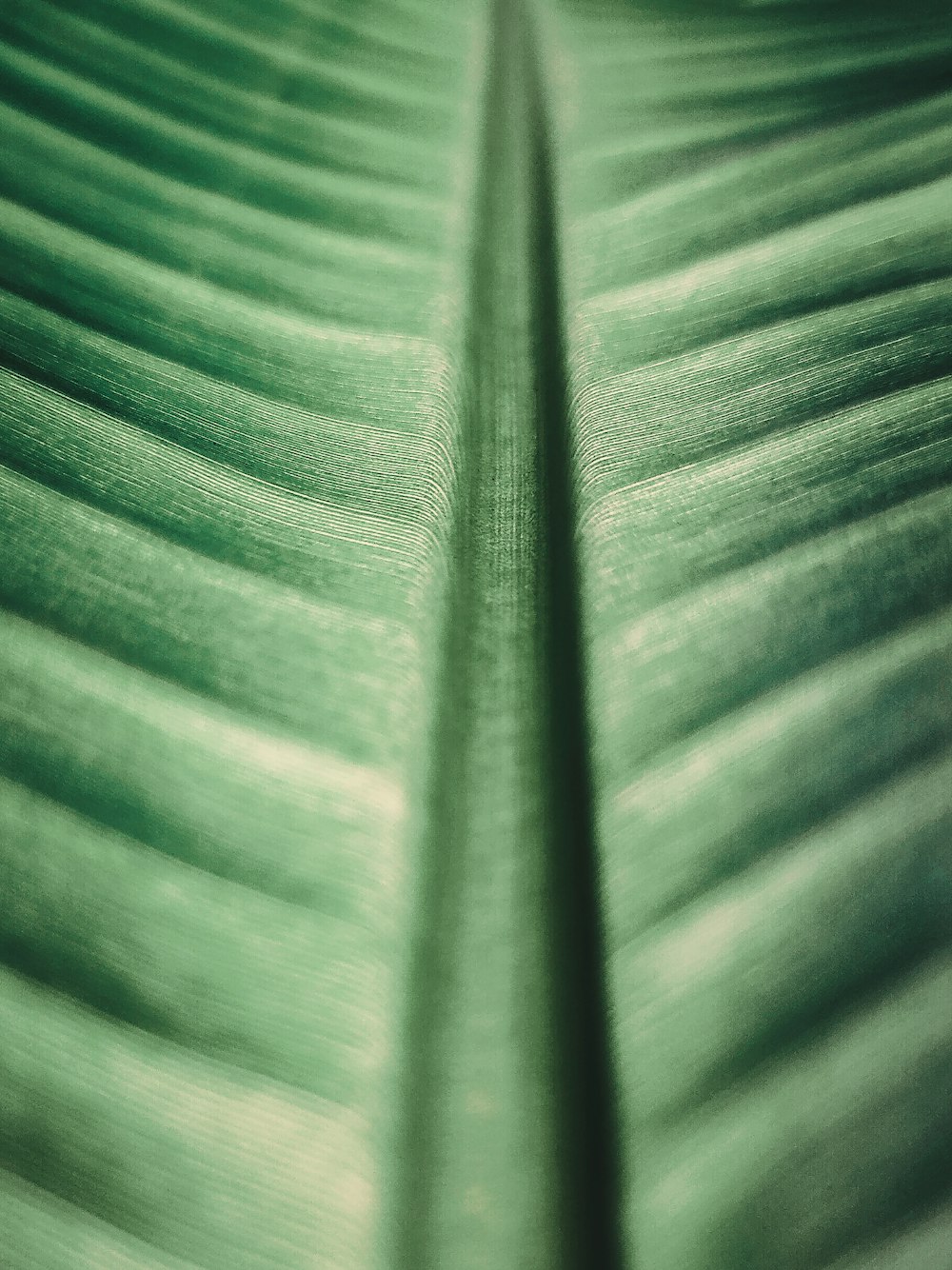 green textile in close up photography