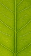 green leaf in close up photography
