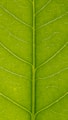green leaf in close up photography