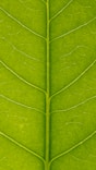green leaf in close up photography