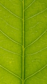 green leaf in close up photography