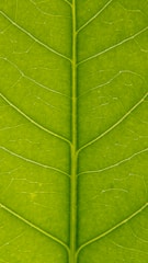 A close-up of a green leaf displaying intricate vein patterns extending across its surface.