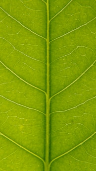 A close-up of a green leaf displaying intricate vein patterns extending across its surface.