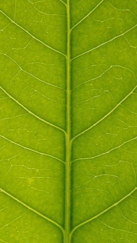 green leaf in close up photography
