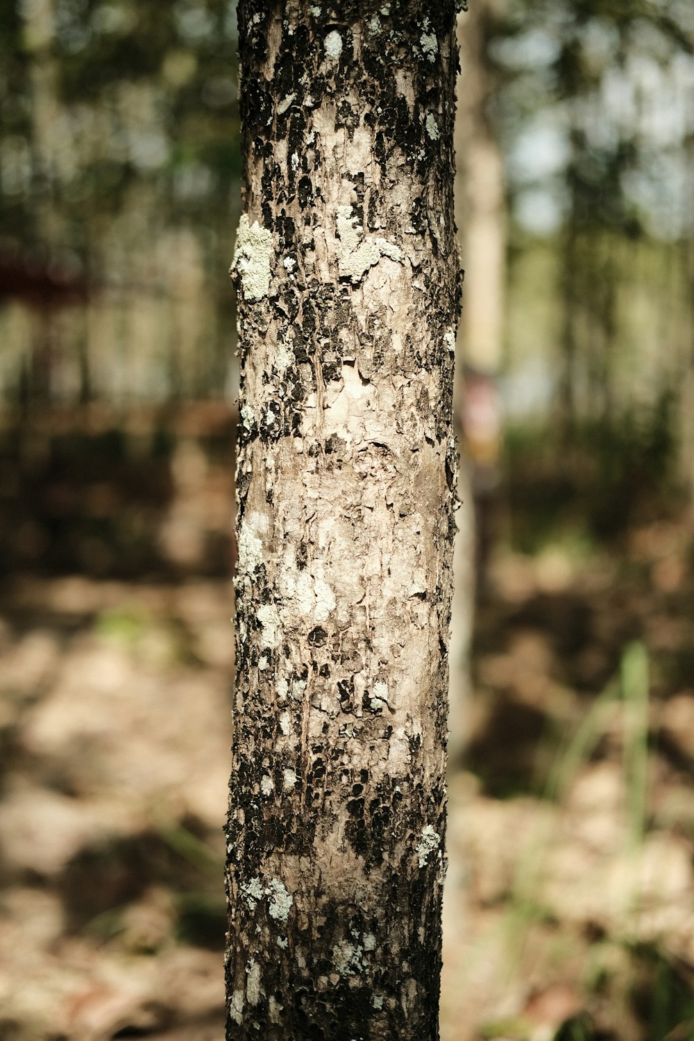 brown tree trunk in close up photography