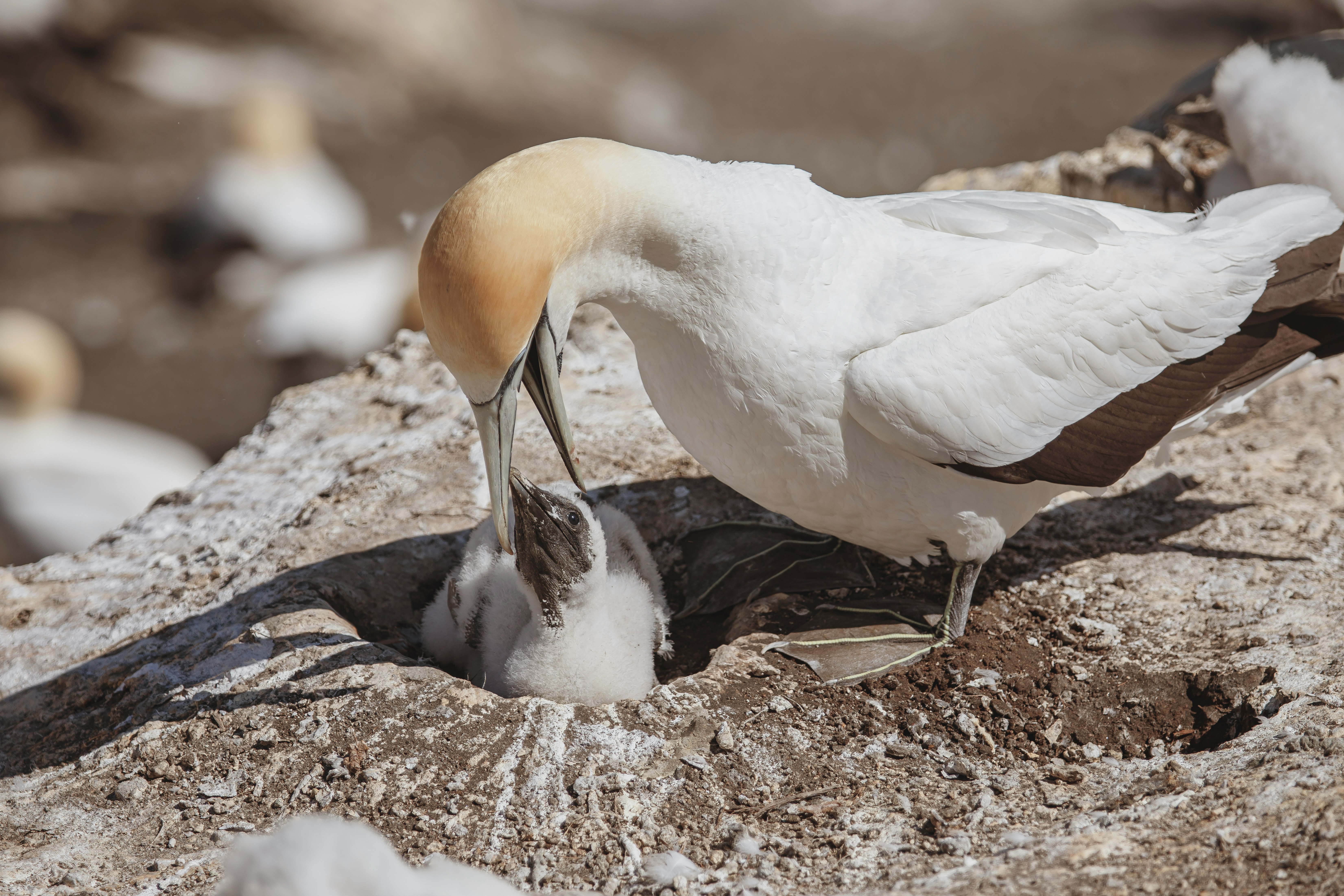 white bird on brown soil during daytime