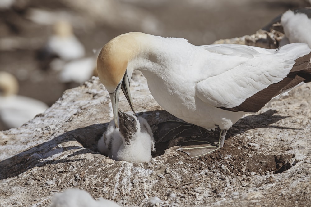 white bird on brown soil during daytime