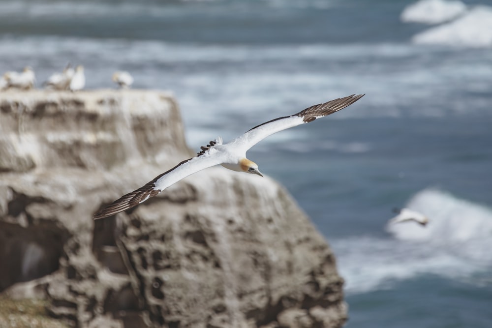 uccello bianco e marrone che vola sopra il mare durante il giorno