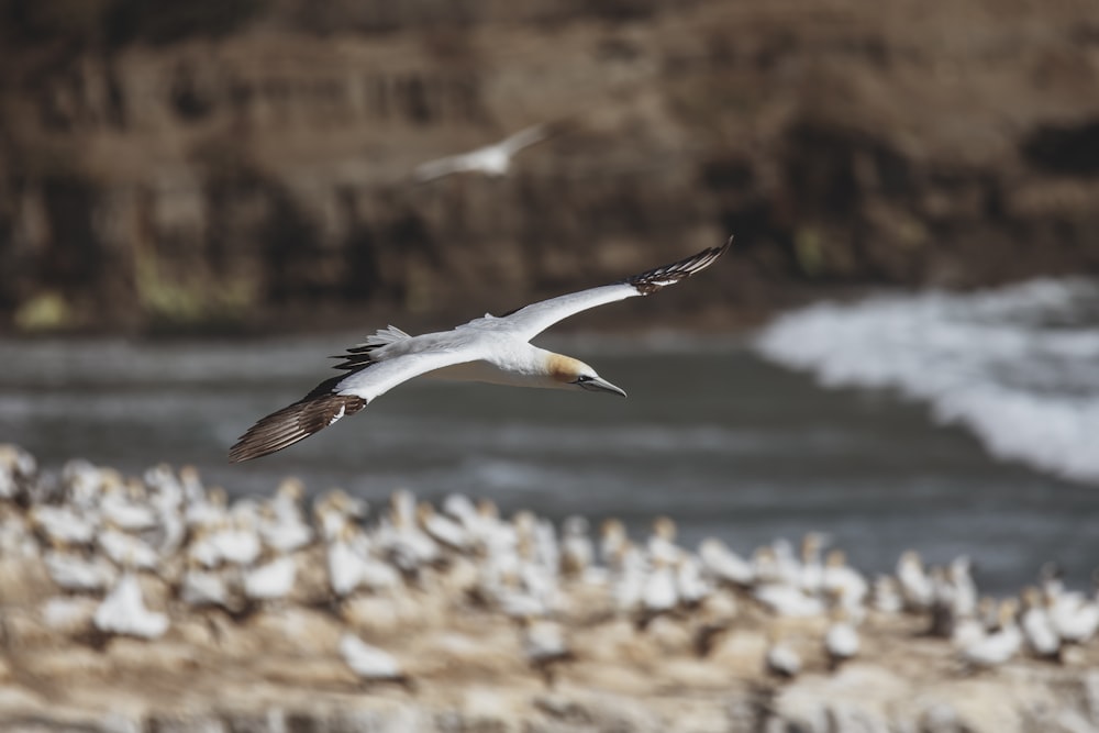 uccello bianco che vola sopra le rocce marroni durante il giorno