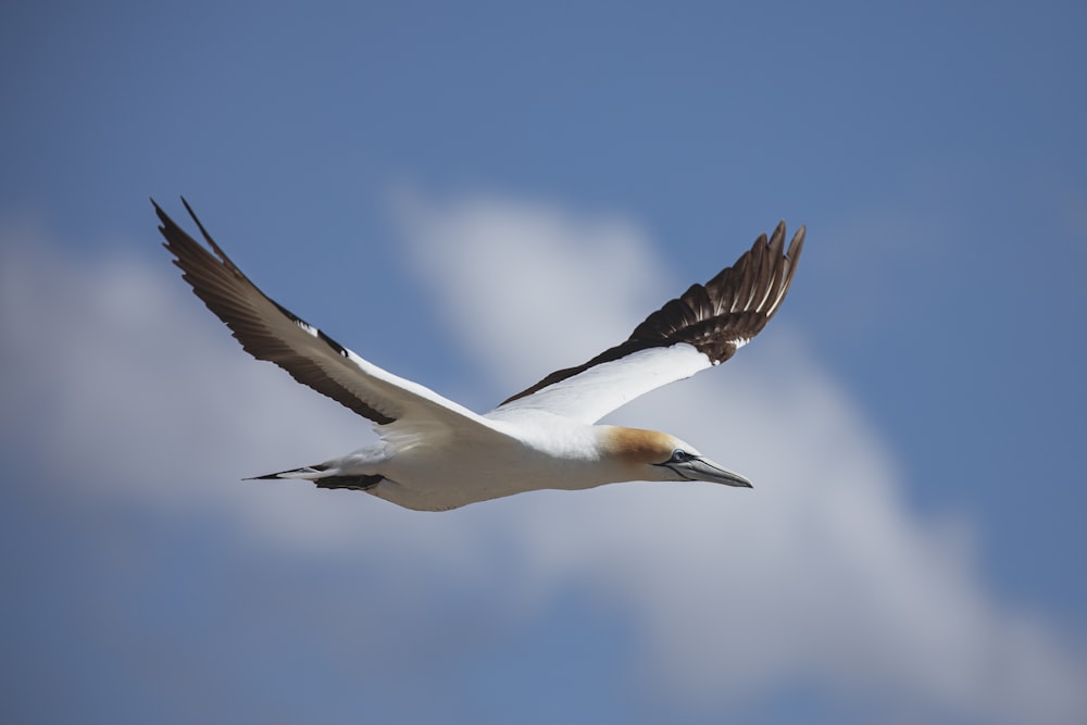 white and black bird flying during daytime