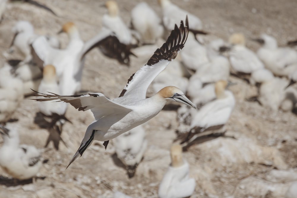 white and brown bird on brown soil